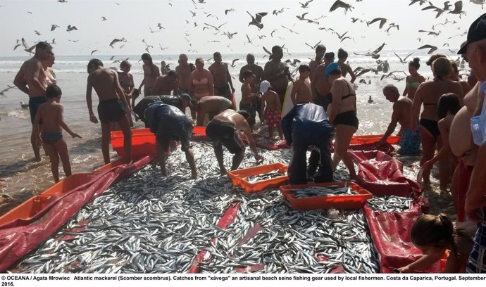 La mayoría de especies sufre sobrepesca en Europa