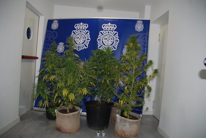 Plantas de marihuana aprehendidas en la vivienda de Segovia