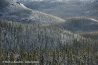 Greenpeace pide evitar los efectos del cambio climático a la taiga, el ecosistema de bosque boreal que almacena CO2