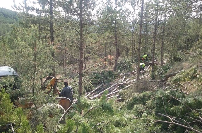 Trabajos de la CHE en Aínsa para prevenir incendios forestales