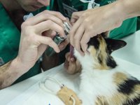 Investigadores diseñan un simulador de las vías respiratorias de los gatos para mejorar su intubación