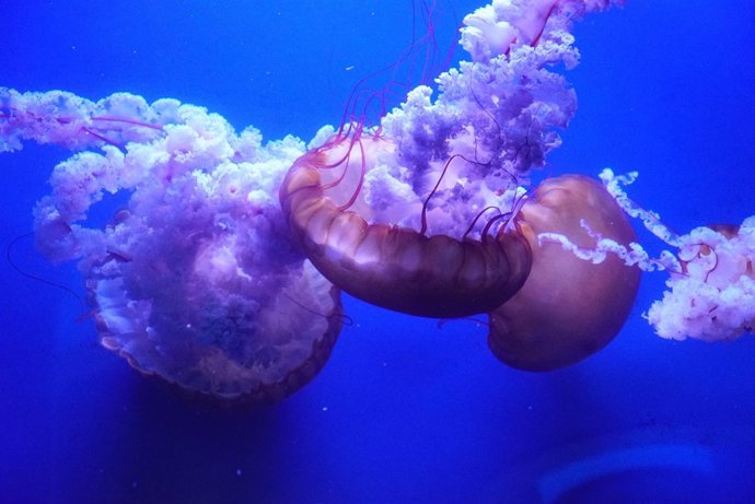 Nacen más de mil medusas en un año en l'Oceanogràfic                          
