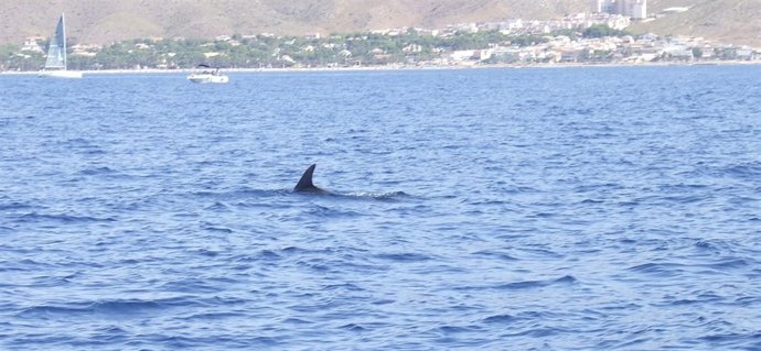 Imagen de un cetáceo