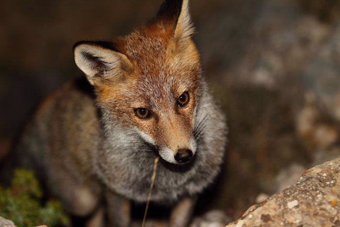 Estudio sobre por qué los carnívoros no comen carne de su misma especie