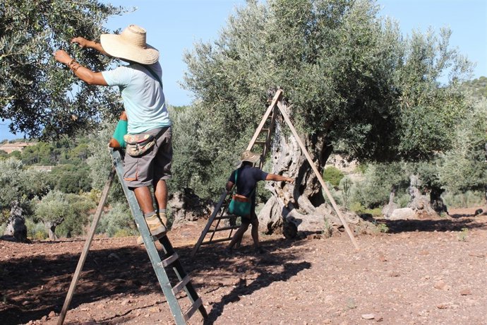 DOP Oliva de Mallorca