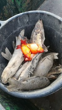 IU teme una "nueva escabechina" de peces en el Parque María Luisa a cuenta de la limpieza de los estanques