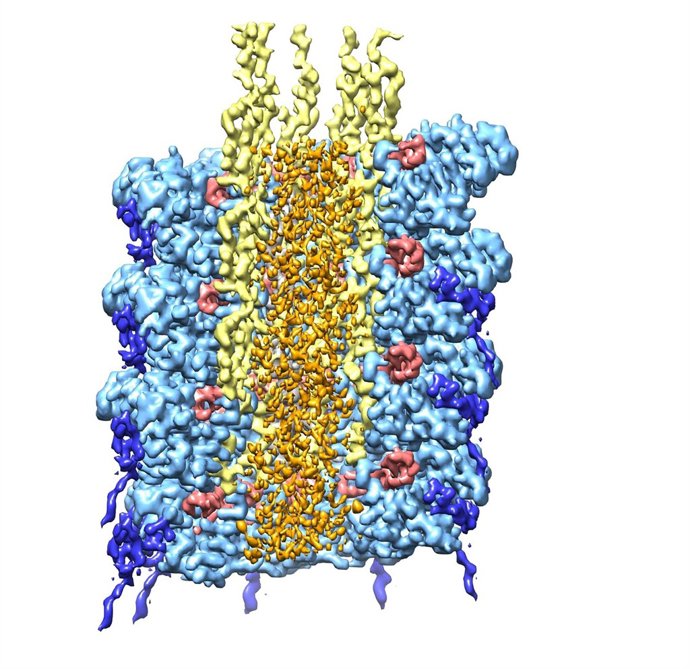 Virus identificado que infecta plantas y cultivos