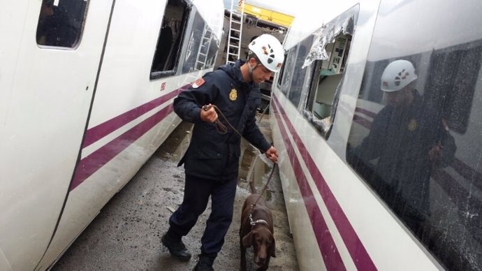 Perro Brus adoptado en Galicia