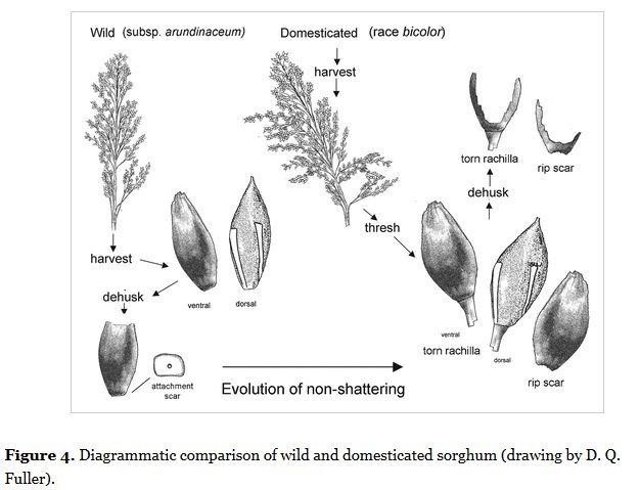 Diferencias entre sorgo salvaje y domesticado