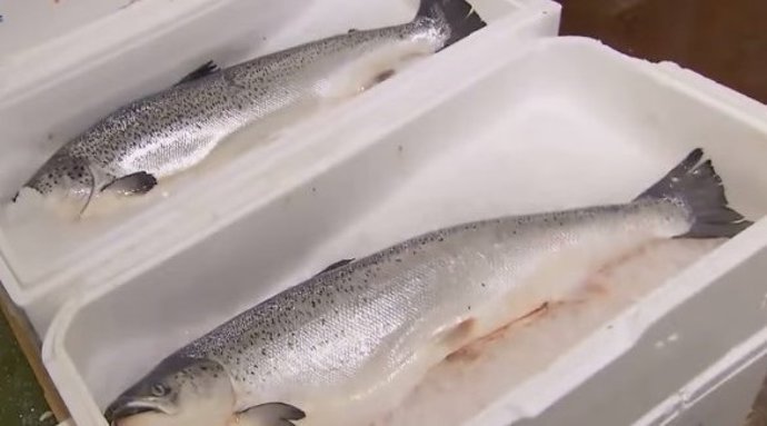 Caja de pescado de corcho blanco o poliestireno expandido