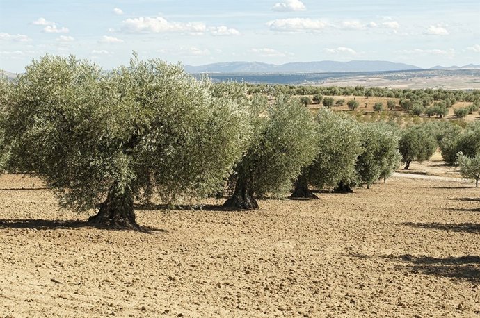 El sector de la aceituna afronta dificultades.