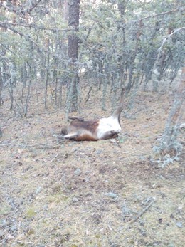 Presa abatida en un monte