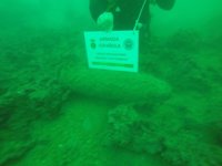 Buceadores de la Armada con base en Cartagena neutralizan un proyectil de artillería en el puerto de Valencia