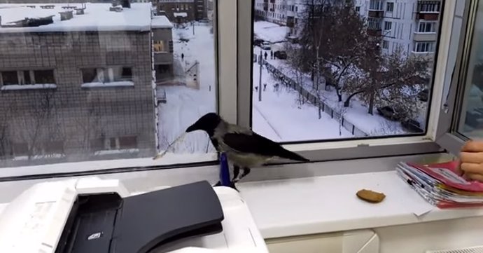 Un cuervo roba una cuchara en una oficina