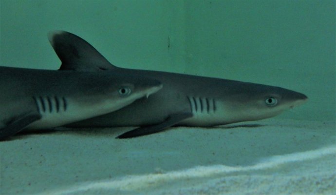Nacen dos tiburones de puntas blancas en el acuario de la Universidad de Murcia
