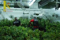 Detenido en El Casar por cultivar 3.410 plantas de marihuana en una vivienda unifamiliar