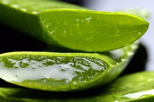 Resultado de imagen de aloe vera