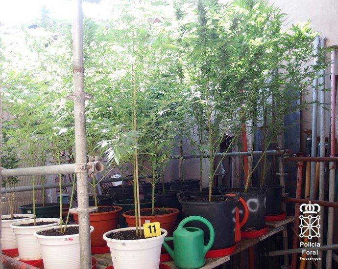 18 Plantas De Cannabis Incautadas.