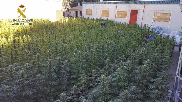 Plantación de marihuana en una granja de cerdos en Montefrío