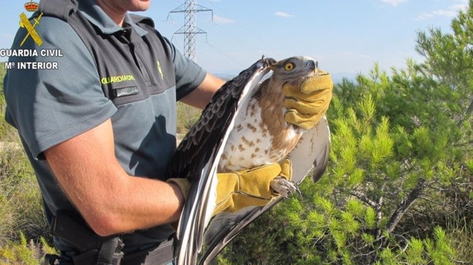                 Águila Rescatada              