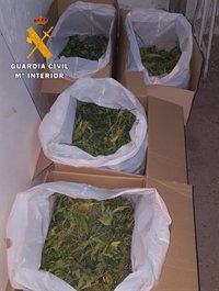 Detenidas dos personas y desmantelada una plantación de 'cannabis sativa' en Lezuza