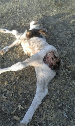 Ternero atacado en Frades de la Sierra (Salamanca).