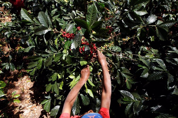 Un hombre trabaja en un cultivo de café