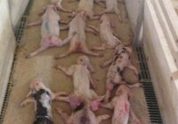 A juicio en Almería dos jóvenes acusados de "aplastar" a 79 lechones y grabarlo en vídeo