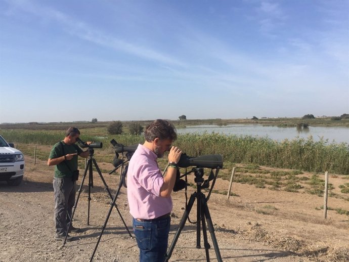 Más de 65.000 parejas de aves acuáticas han nidificado en humedales andaluces