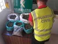 Desmanteladas cuatro plantaciones de marihuana en tres municipios de Córdoba y detenidas siete personas