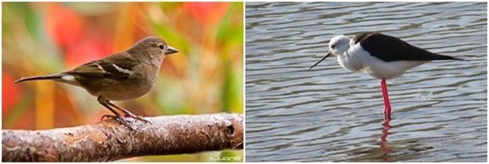 Pinzón vulgar y cigüeñuela común