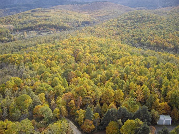 Ruta del Castañar Gallego