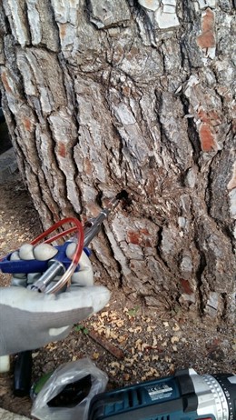 Tratamiento contra la procesionaria del pino