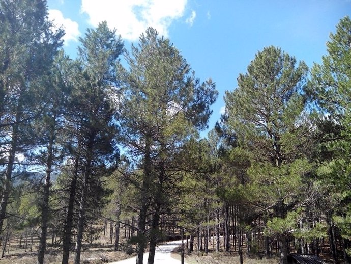 Arboles, bosque, naturaleza, parque, vegetación, buen tiempo, rural, día soleado