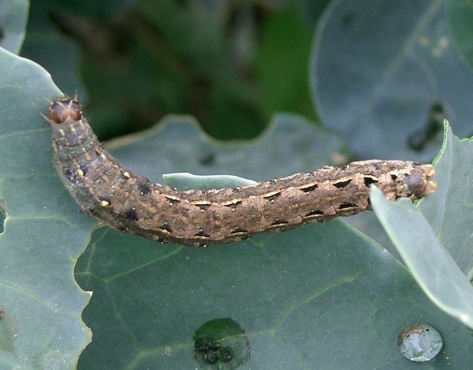 Spodoptera litura