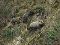 La Fundación BBVA organiza en Bilbao la proyección gratuita del documental 'Cantábrico. Los dominios del oso pardo'