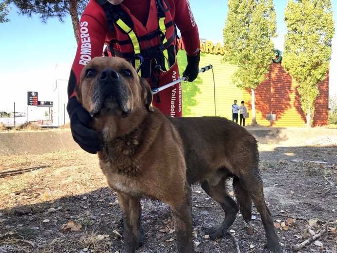 Perro rescatado por los Bomberos en el Canal del Duero