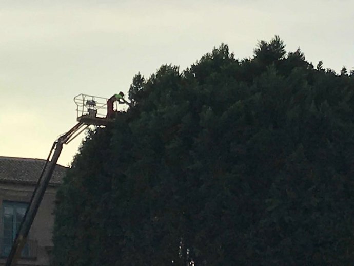 Imagen de la revisión de árboles singulares