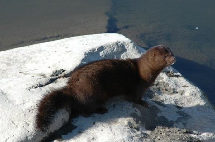 Visón americano, una especie invasora en Europa