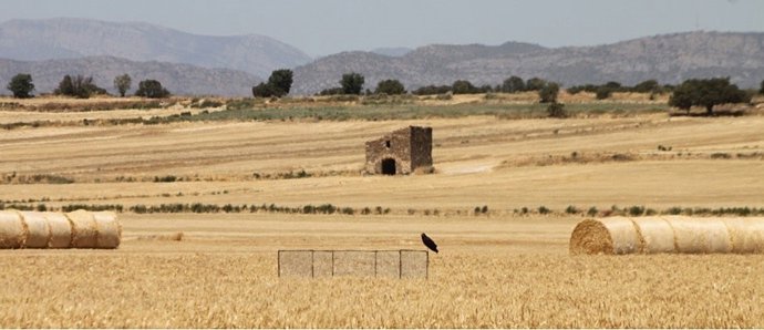 Aguilucho posado en un cercón en un campo de cereal. 