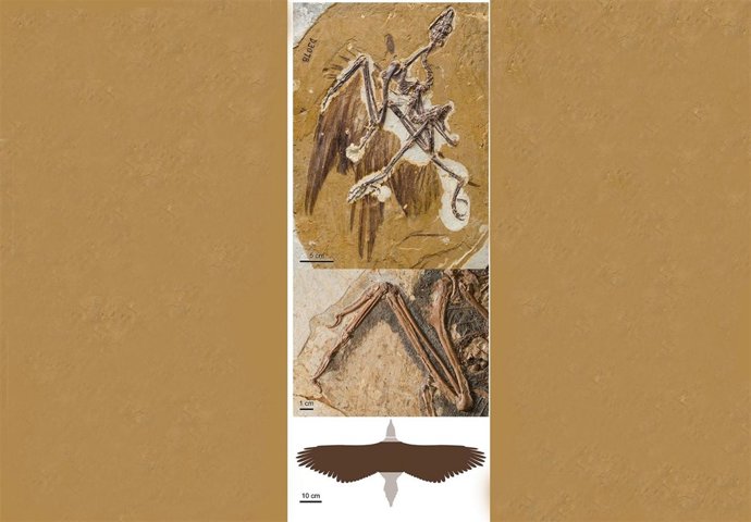 Estudios aves volar hace 125 milones de años 