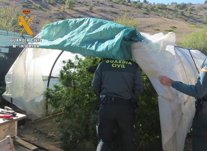   Palencia: La  Marihuana Incautada                       