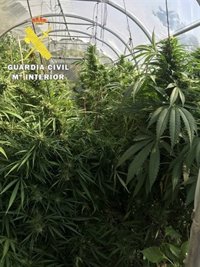 La Guardia Civil aprehende doce plantas de marihuana en dos plantanciones en el Valle de Tobalina (BURGOS)