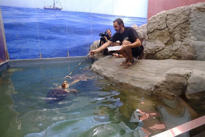 Aula del mar tortuga Crema comida medio ambiente sostenibilidad 