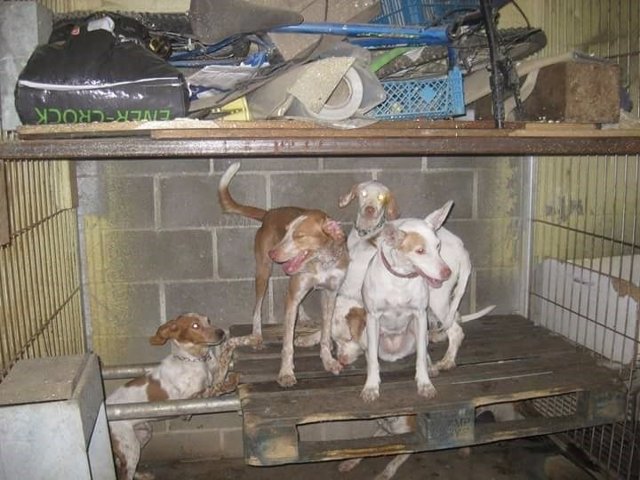 Perros rescatados en Fuenlabrada