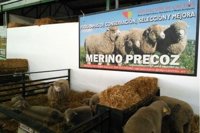 La raza Merino Precoz de la Diputación de Cáceres, premio a la Mejor Ganadería en la Feria de Zafra