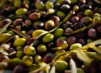 El Parlamento pide que UE, Gobierno y Junta trabajen de manera conjunta para defender al sector de la aceituna de mesa