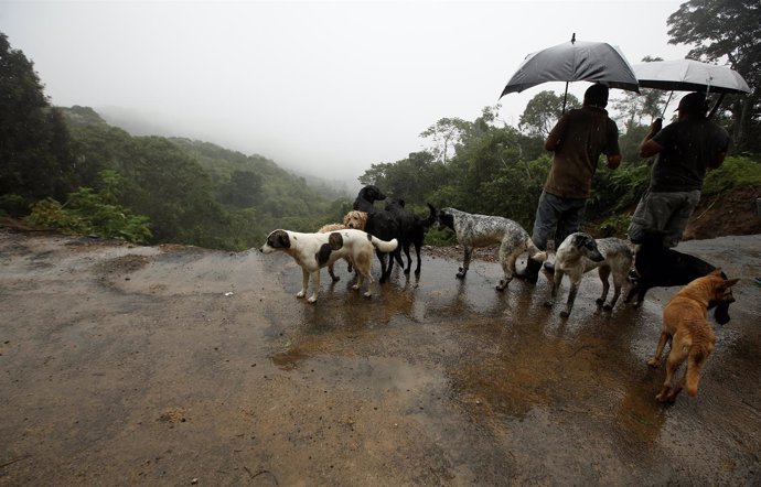 Daños causados por la tormenta tropical 'Nate' en Costa Rica