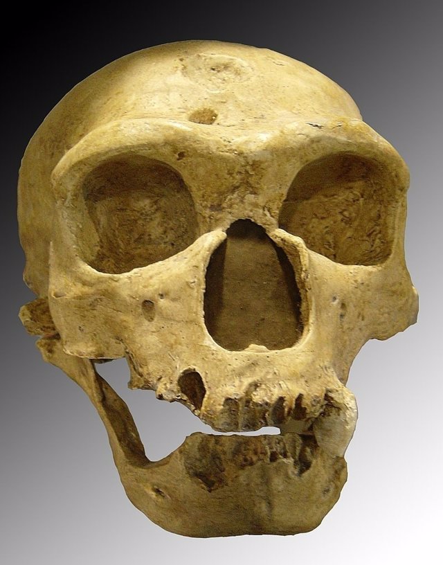 Neandertal de la Chapelle-aux-Saints 