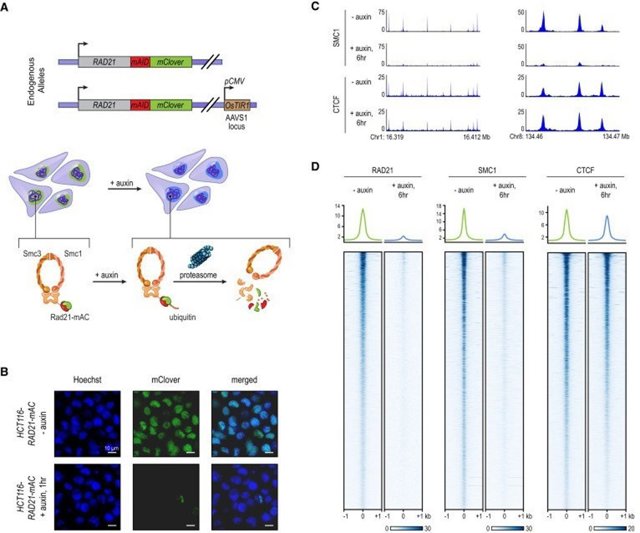 Descripción esquemática de la investigación